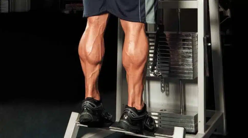 calf-raise-news-aipt