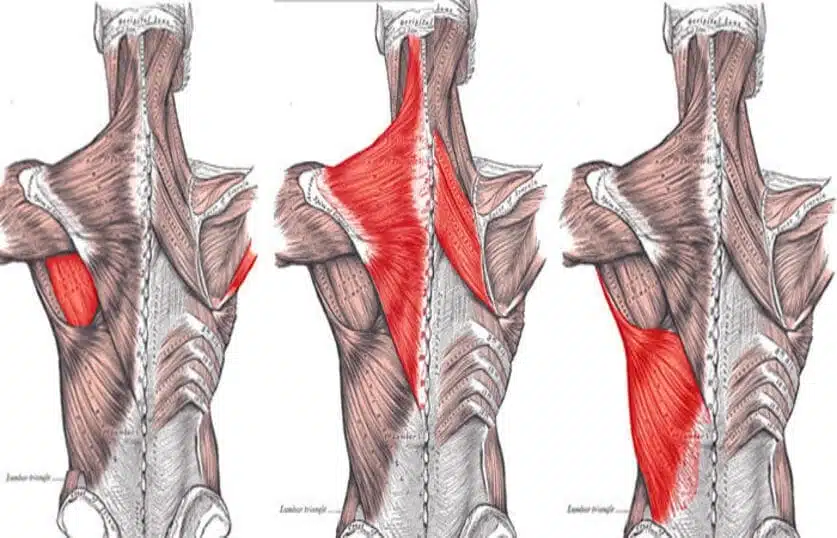 pulley-news-aipt-allenamento